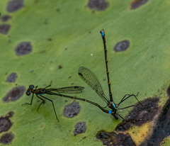Austrocnemis splendida