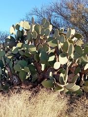 Opuntia