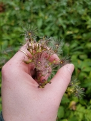 Valeriana sitchensis