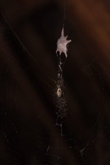 Zosis geniculata