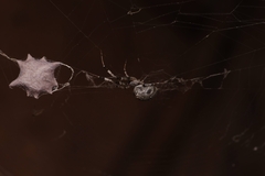 Zosis geniculata