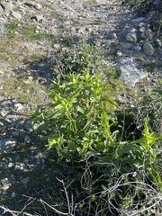Penstemon spectabilis