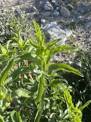 Penstemon spectabilis