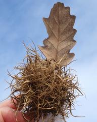 Andricus caputmedusae