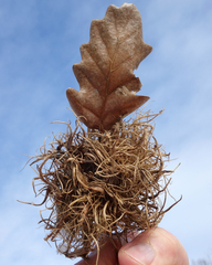 Andricus caputmedusae