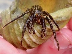 Clibanarius taeniatus