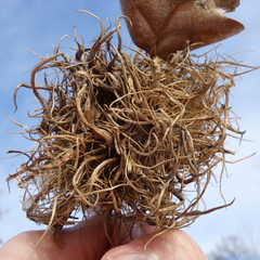 Andricus caputmedusae