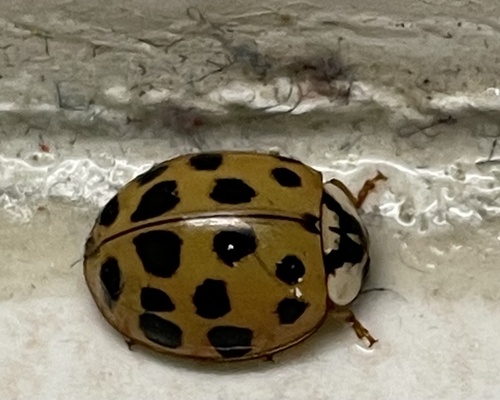 Asian Lady Beetle photographed in Iowa