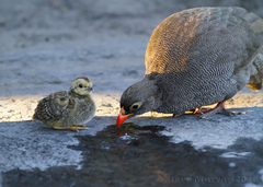Red-Billed Spurfowl photo 2