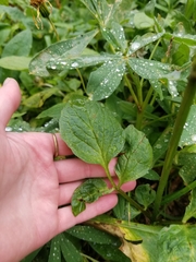 Valeriana sitchensis