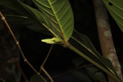 Singaporandia macrophylla