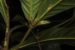 Singaporandia macrophylla