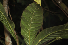 Singaporandia macrophylla