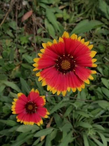 Gaillardia pulchella image