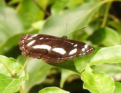Phaedyma shepherdi