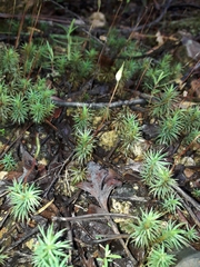 Polytrichadelphus magellanicus