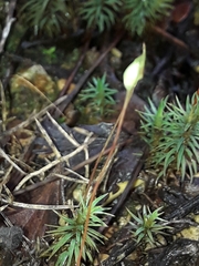 Polytrichadelphus magellanicus