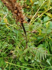 Pedicularis bracteosa