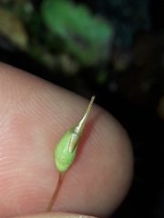 Polytrichadelphus magellanicus