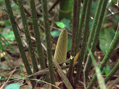 Ceratozamia