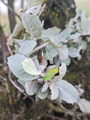 Brachylaena rotundata