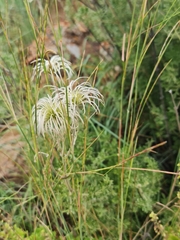 Clematis villosa