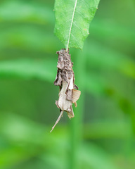 Canephora hirsuta