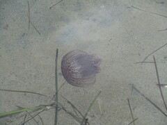 Chrysaora pentastoma