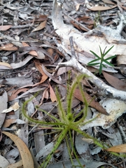 Drosera finlaysoniana