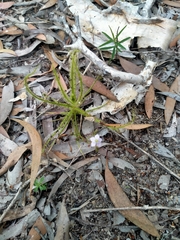 Drosera finlaysoniana