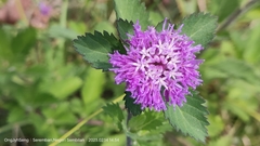 Centratherum punctatum