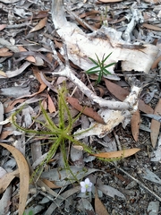 Drosera finlaysoniana