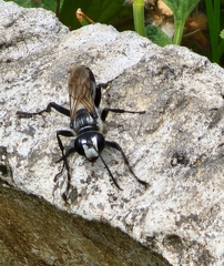 Sphecidae