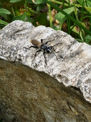 Sphecidae