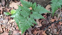 Davallia denticulata