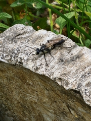 Sphecidae
