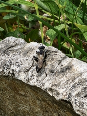 Sphecidae