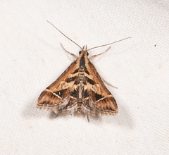 Diasemia grammalis