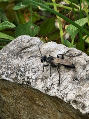 Sphecidae