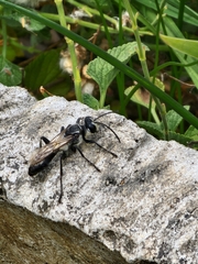 Sphecidae