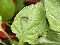 Cratichneumon