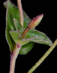 Epilobium pengii