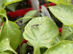 Cratichneumon