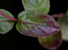 Epilobium pengii