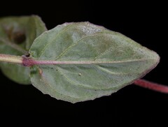 Epilobium pengii