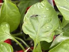 Cratichneumon