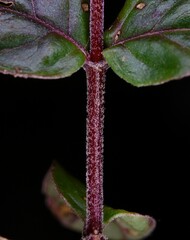 Epilobium pengii