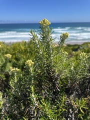 Ozothamnus turbinatus