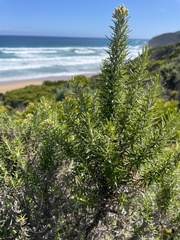 Ozothamnus turbinatus