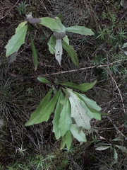 Brachyglottis kirkii